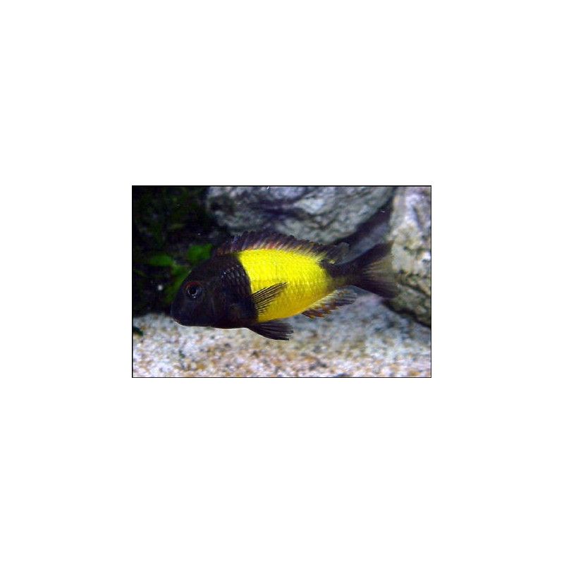 Tropheus Moorii Ikola 3-4 cm